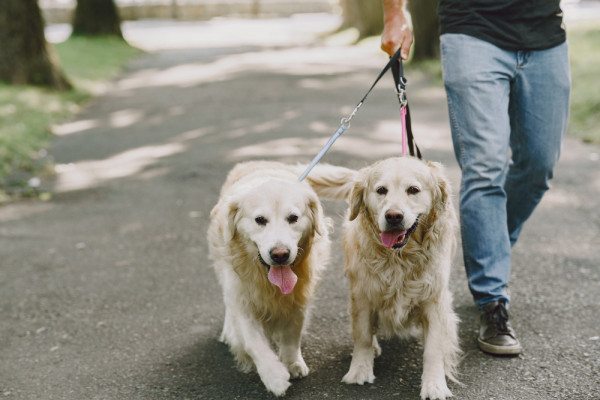 Condominios pet friendly: la inclusión de mascotas en las zonas de estar