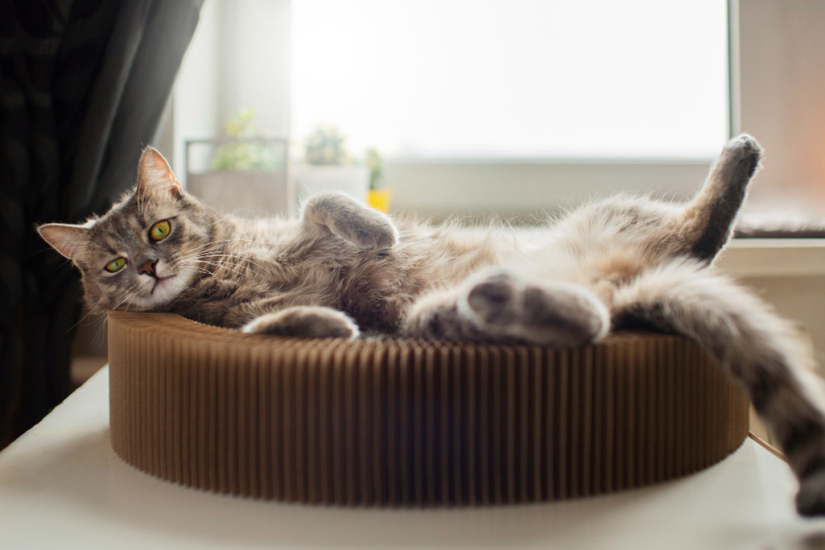 ¿Cómo adaptar los ambientes domésticos para los gatos domésticos?